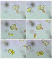 plankton